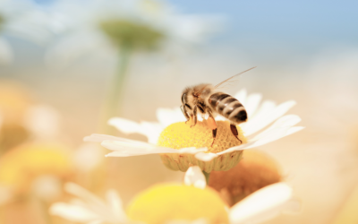 50 OOO abeilles rejoignent le Domaine