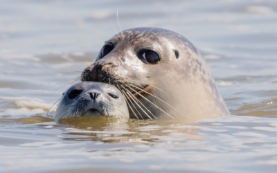 Insolite : où voir les phoques au Touquet Paris Plage ?